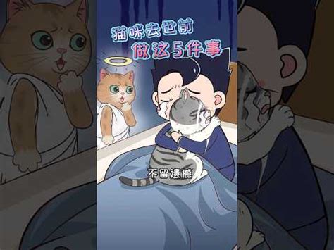 貓咪死掉怎麼辦